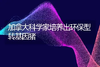 加拿大科学家培养出环保型转基因猪