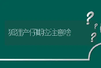 狐狸产仔期应注意啥