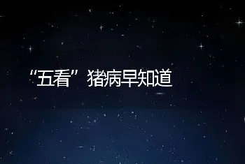 什么是白虾？有什么形态特征？