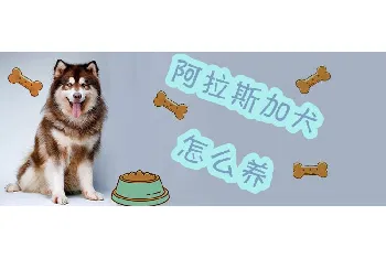 阿拉斯加犬怎么养