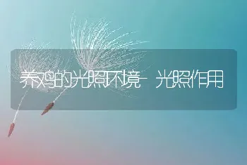 养鸡的光照环境-光照作用