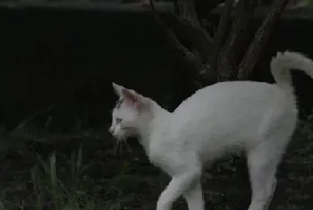 [猫猫美容]如何给猫猫清理耳朵