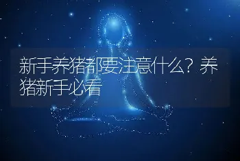 新手养猪都要注意什么？养猪新手必看