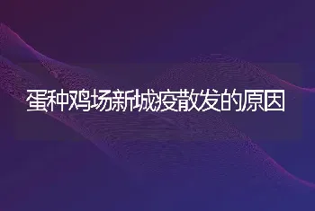 蛋种鸡场新城疫散发的原因