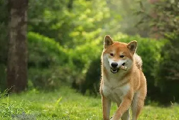 柴犬怎么养 柴犬饲养心得