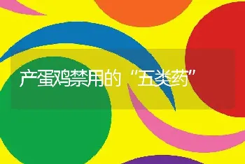 产蛋鸡禁用的“五类药”