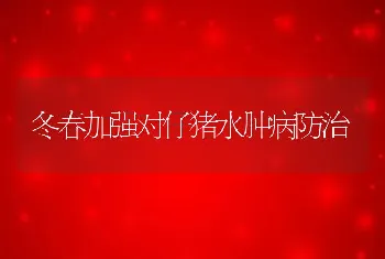 冬春加强对仔猪水肿病防治