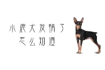 小鹿犬发情了怎么知道