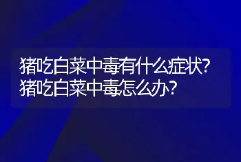 猪吃白菜中毒有什么症状？猪吃白菜中毒怎么办？