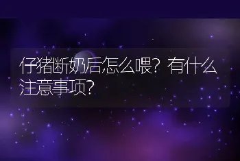 仔猪断奶后怎么喂？有什么注意事项？