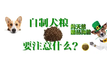 自制犬粮要注意什么