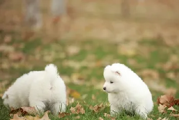 萨摩耶怎么养 两三个月到成年的萨摩耶犬饲养方法