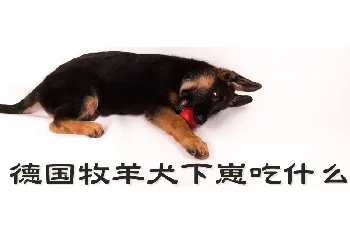 德国牧羊犬下崽吃什么