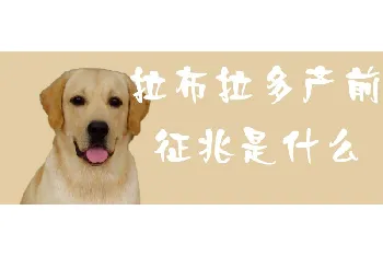 拉布拉多产前征兆是什么