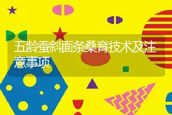 五龄蚕斜面条桑育技术及注意事项