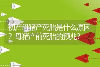 初产母猪产死胎是什么原因？母猪产前死胎的预兆？