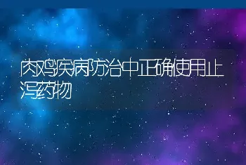 肉鸡疾病防治中正确使用止泻药物