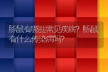 豚鼠有哪些常见疾病？豚鼠有什么传染病吗？