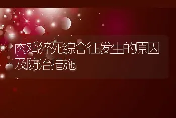 肉鸡猝死综合征发生的原因及防治措施