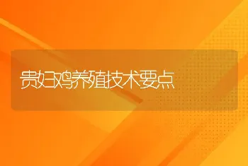 贵妇鸡养殖技术要点