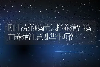 小丑鱼价格贵吗?小丑鱼多少钱一条?