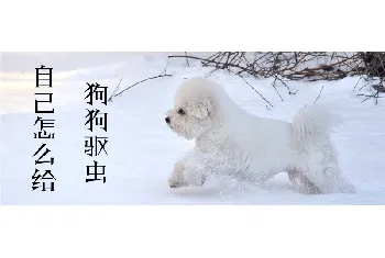 自己怎么给狗狗驱虫