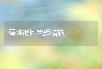 蛋鸭夜间管理措施