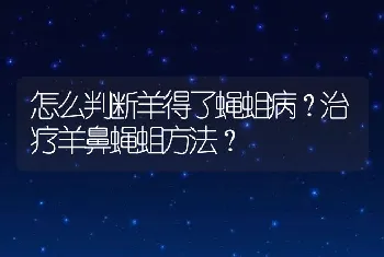 怎么判断羊得了蝇蛆病？治疗羊鼻蝇蛆方法？