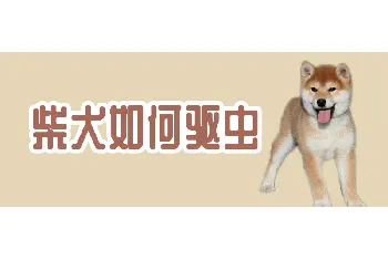 柴犬如何驱虫