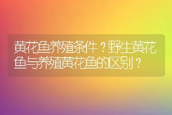 黄花鱼养殖条件？野生黄花鱼与养殖黄花鱼的区别？