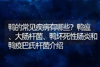 鸭的常见疾病有哪些？鸭瘟、大肠杆菌、鸭坏死性肠炎和鸭疫巴氏杆菌介绍