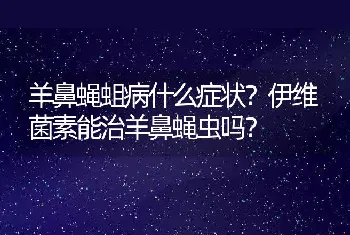 羊鼻蝇蛆病什么症状？伊维菌素能治羊鼻蝇虫吗？