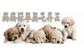 狗狗怀孕要吃什么