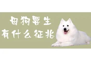 母狗要生有什么征兆