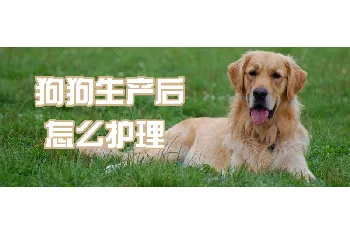 狗狗生产后怎么护理