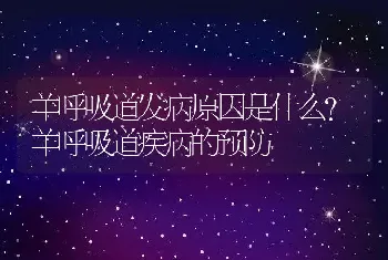 羊呼吸道发病原因是什么？羊呼吸道疾病的预防