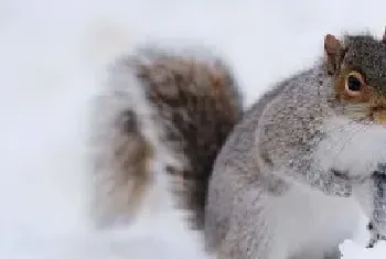 雪地松鼠的外形特征及生活习性