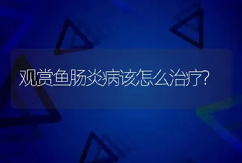 观赏鱼肠炎病该怎么治疗?