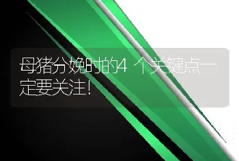 母猪分娩时的4个关键点一定要关注！