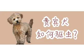 贵宾犬如何驱虫