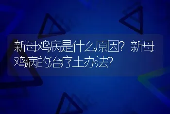 新母鸡病是什么原因？新母鸡病的治疗土办法？