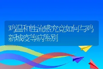 鸡温和性流感究竟如何与鸡新城疫等病鉴别