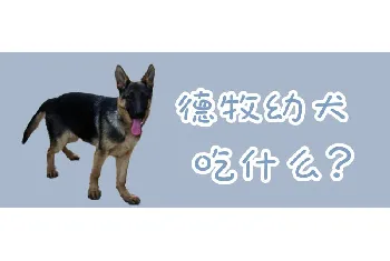 德牧幼犬吃什么