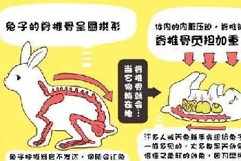 跟本兔子不熟，千万别让我躺你怀里！