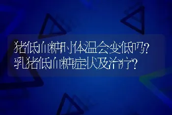 猪低血糖时体温会变低吗？乳猪低血糖症状及治疗？