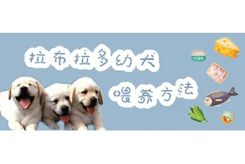 拉布拉多幼犬喂养方法