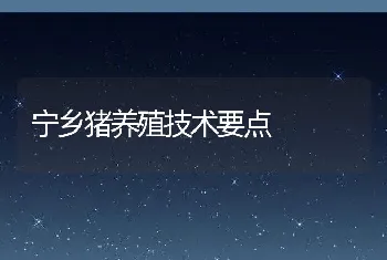 宁乡猪养殖技术要点