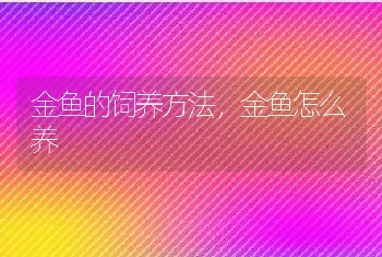 金鱼的饲养方法，金鱼怎么养