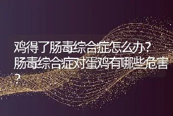 鸡得了肠毒综合症怎么办？肠毒综合症对蛋鸡有哪些危害？