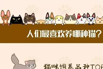 中国人最喜欢养的五种猫！你家主子入选了吗？